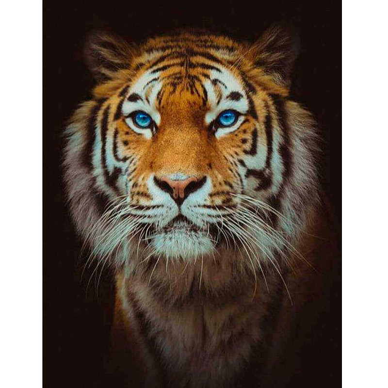 TSVETNOY Dimantu mozaīkas komplekts 40x50cm Lord, LG165e